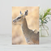 Klipspringer-antilope Feestdagenkaart (Staand voorkant)