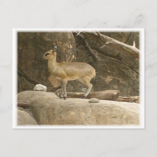 Klipspringer Briefkaart (Voorkant)