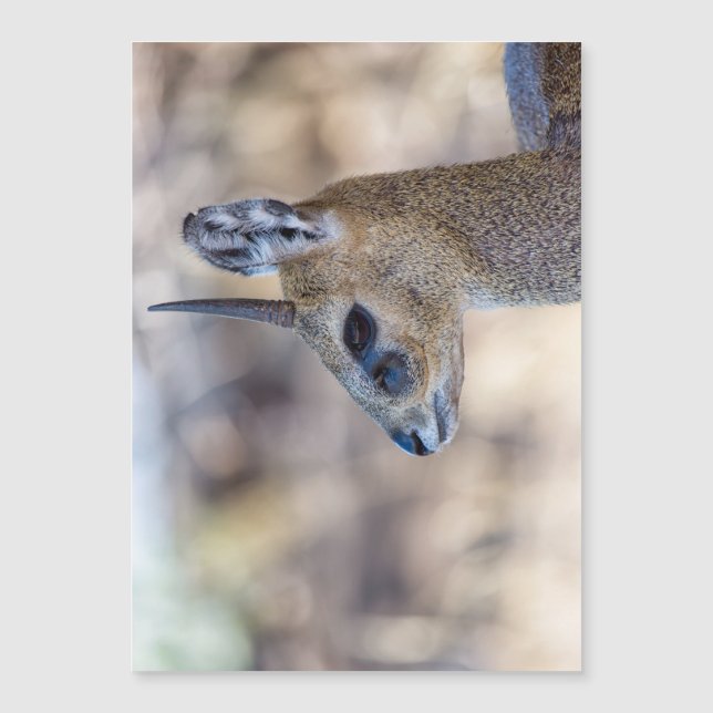 Klipspringer Portrait (Voorkant)