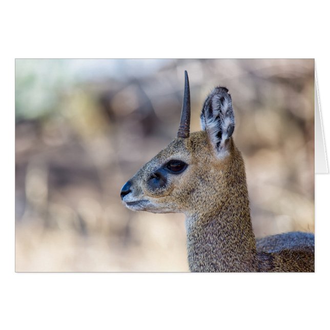 Klipspringer Portrait (Voorkant Horizontaal)