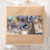 Klipspringer Portrait Etiket (Insitu)