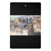 Klipspringer Portrait Mini Klembord (Achterkant)