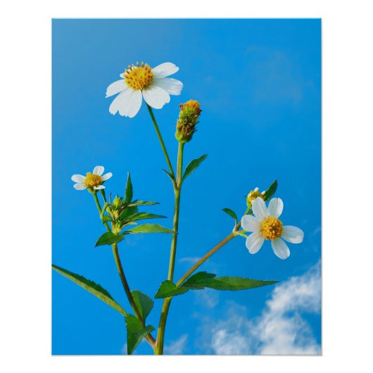 Klitbolletjes Bloem Perfect Poster (Voorkant)