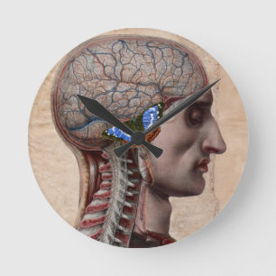 Klok Anatomie