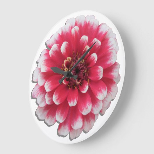 Klok - BiColor Zinnia (Hoek)