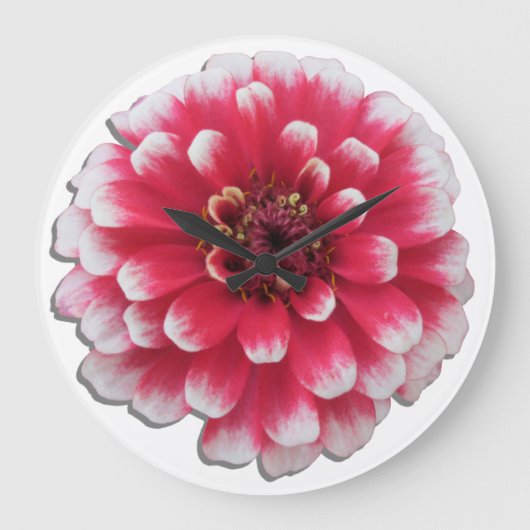 Klok - BiColor Zinnia (Voorkant)