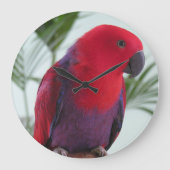 Klok een mooie Eclectus parrot vrouw (Voorkant)