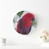 Klok een mooie Eclectus parrot vrouw (Huis)