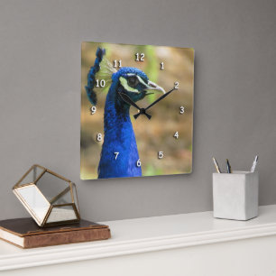 Klok - Portret Peacock