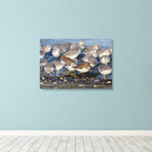 Klok van Dunlins en Sanderlings bij het strand Canvas Afdruk (Insitu (Houten vloer))