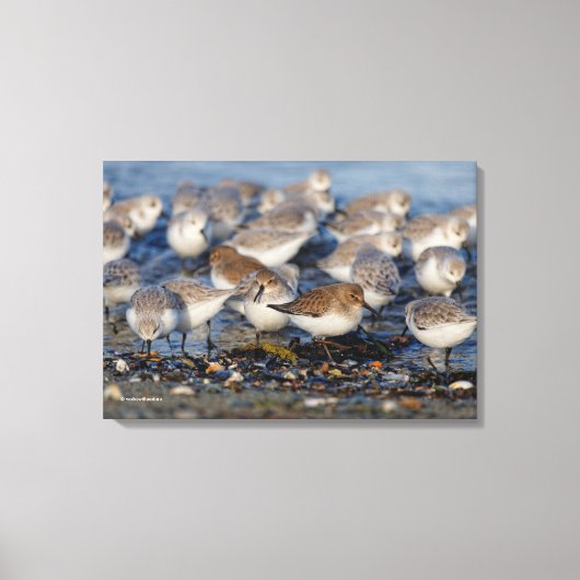 Klok van Dunlins en Sanderlings bij het strand Canvas Afdruk (Voorkant)