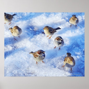 Klok van het huis Sparrows "Passer domesticus" op Poster