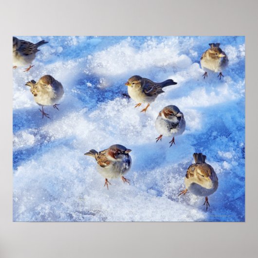 Klok van het huis Sparrows "Passer domesticus" op Poster (Voorkant)