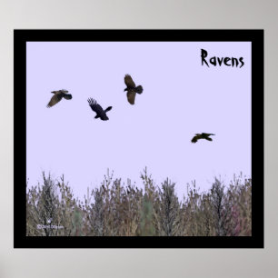 Klok van Ravens Poster