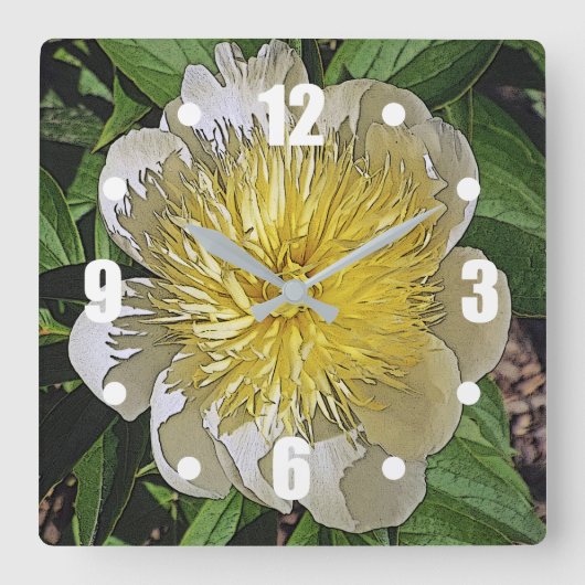 KLOK / WITTE PIOEN MET GEEL MIDDEN. (Voorkant)