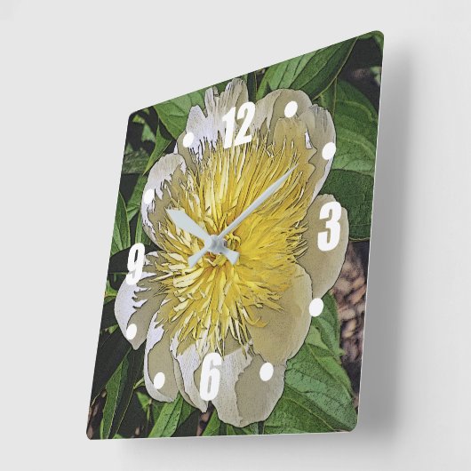 KLOK / WITTE PIOEN MET GEEL MIDDEN. (Hoek)