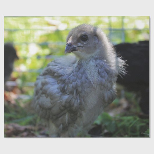 Klokje Cadeaupapier (Vlak)