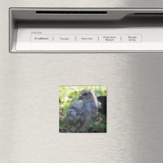 Klokje Magneet (Insitu (Vaatwasser))