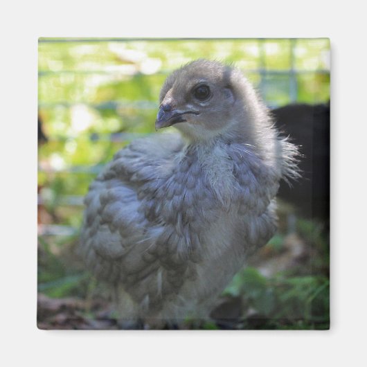 Klokje Magneet (Voorkant)