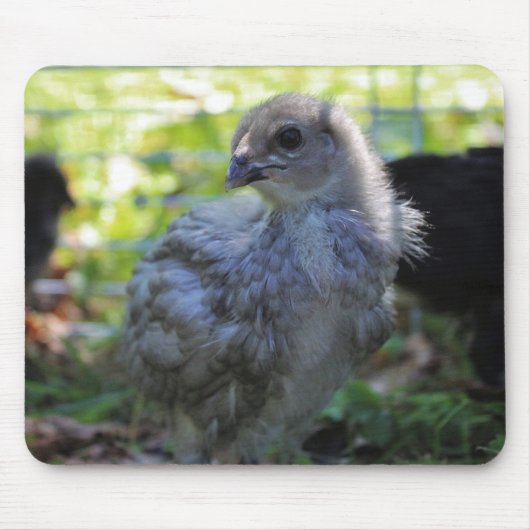 Klokje Muismat (Voorkant)