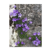Klokjesbloemen groeien op een muur