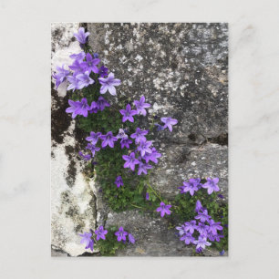 Klokjesbloemen groeien op een muur briefkaart