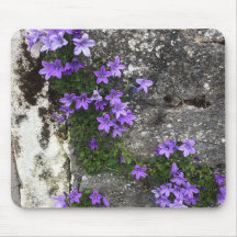 Klokjesbloemen groeien op een muur