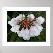 Klokvormige Rododendrons Bloemfotografie Poster (Voorkant)