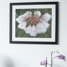 Klokvormige Rododendrons Bloemfotografie