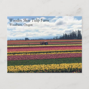 Klomp Tulip Boerderij, Woodburn, Oregon Briefkaart