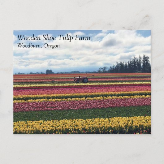 Klomp Tulip Boerderij, Woodburn, Oregon Briefkaart (Voorkant)