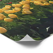 Klomp Tulip Boerderij, Woodburn, Oregon Poster (Hoek)