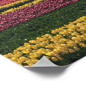 Klomp Tulip Boerderij, Woodburn, Oregon Poster (Hoek)