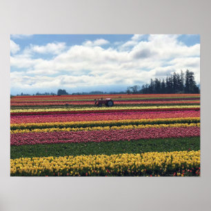 Klomp Tulip Boerderij, Woodburn, Oregon Poster