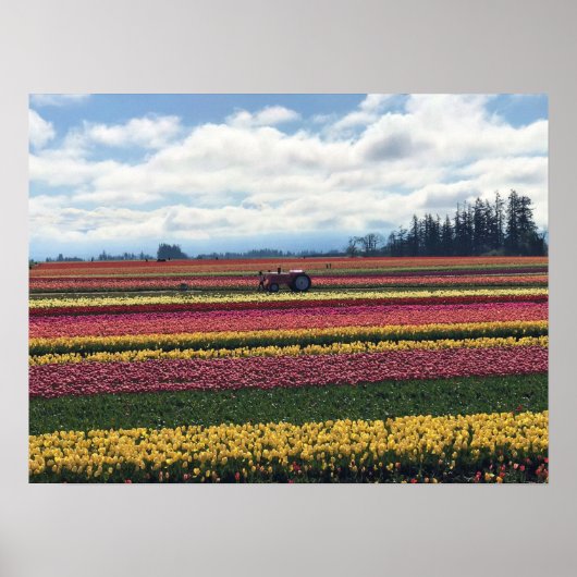 Klomp Tulip Boerderij, Woodburn, Oregon Poster (Voorkant)