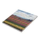 Klomp Tulip Boerderij, Woodburn, Oregon Tegeltje (Zijkant)