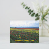 Klomp Tulips Briefkaart (Staand voorkant)