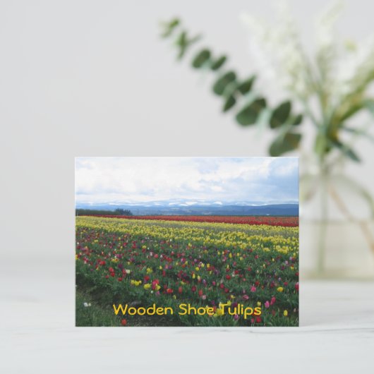 Klomp Tulips Briefkaart (Staand voorkant)