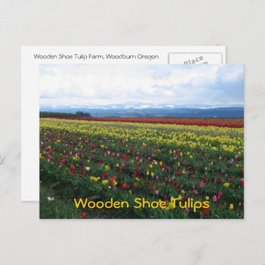 Klomp Tulips Briefkaart (Voorkant / Achterkant)