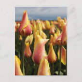 Klomp Tulp Boerderij verticaal Briefkaart (Voorkant)