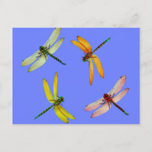 KLORFUL DRAGONFLIES OP BLAUW BRIEFKAART