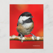 Kluipkip met zwarte afdekking met rode herfst-blad briefkaart (Voorkant)