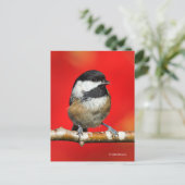 Kluipkip met zwarte afdekking met rode herfst-blad briefkaart (Staand voorkant)