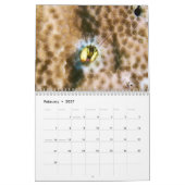 kluizenaarskrab kalender (Feb 2027)