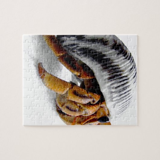 Kluizenkrab Legpuzzel (Horizontaal)