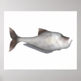 Kluwenvis Poster