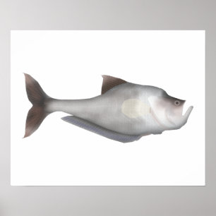 Kluwenvis Poster