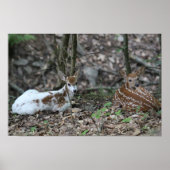 KMCfoto Piebald Deer en Sibling Poster (Voorkant)