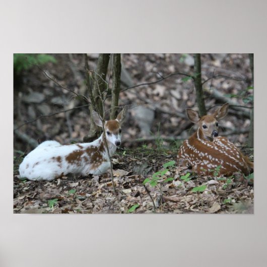 KMCfoto Piebald Deer en Sibling Poster (Voorkant)