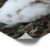 KMCfoto Piebald Deer Poster (Hoek)